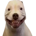 RWbighappydog