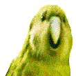 Partyparrot partyParrot Discord Emoji