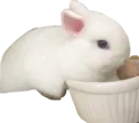 xans_bunny