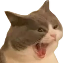 catto2