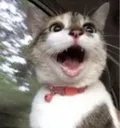CatPog