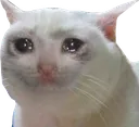 Catsad catsad Discord Emoji