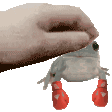 yw_frog_pat