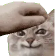pattest
