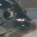 SealStare