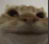 tfcat