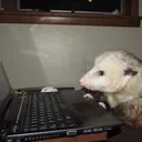 wut