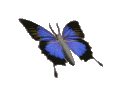 animatedbutterflygif005 Discord Emoji