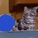 SCpingpong SCpingpong