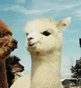 Llama Llama