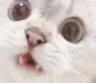 nalashock