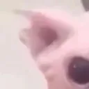 bingus1 bingus1