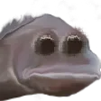 sadgeFish sadgeFish