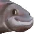YEPfish