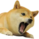 doge_screaming