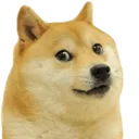 doge doge