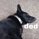 fishydogded fishydogded