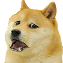 doge_disappointed
