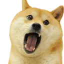 doge_argh