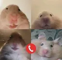 hamsterpog