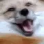 BLZ_dogquake