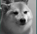 saddoge saddoge