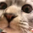 MEOW