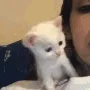 gBKkissy