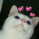 whitecathearts