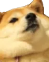 BruhShibe