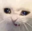 catto_cry catto_cry
