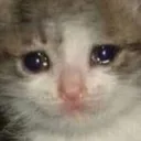 Sad Cat sad_cat Discord Emoji