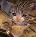 cat_cryingatphone