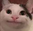 Cat Pic Discord Emoji