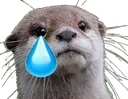 OtterSad