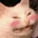 Catblush CatBlush Discord Emoji