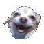 524707107283664903