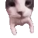 kith