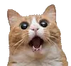 spokcat