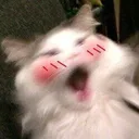 cattoblush
