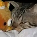 Cat Glare catglare Discord Emoji