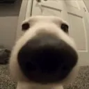 SH_huhdog