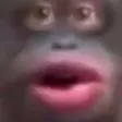 monkeyS