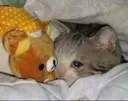 cryingcat