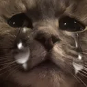 sadcat2