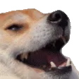 dogekek