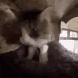 cattr