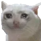 SCsadkittyNO SCsadkittyNO