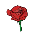 rose