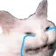 cat_cry